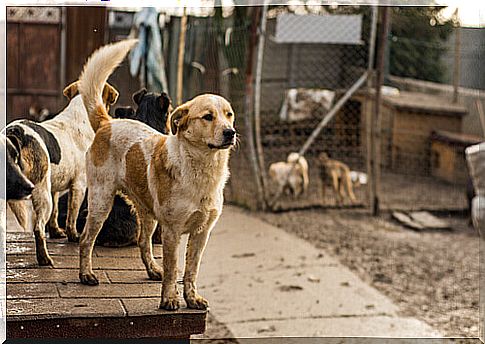 dogs in shelter