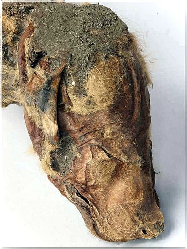 Found in Canada a mummified wolf cub