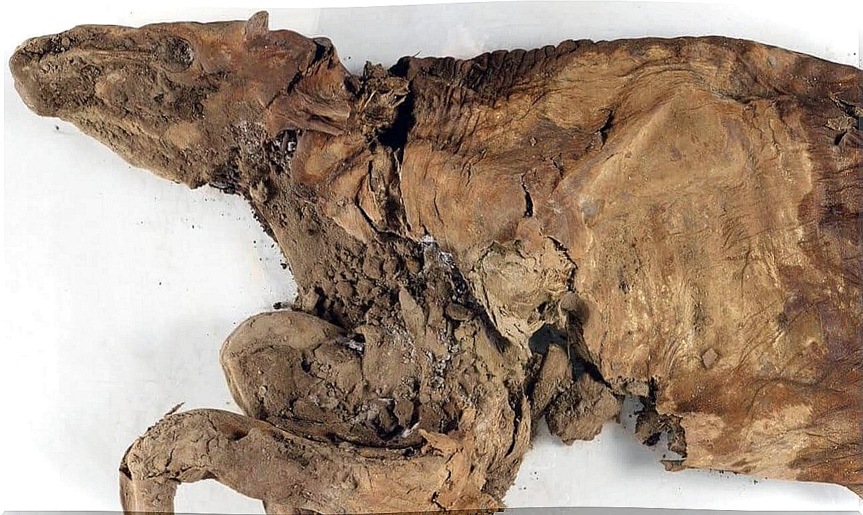 mummified reindeer (caribou)