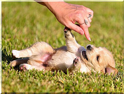 Advice for your puppy to grow healthy