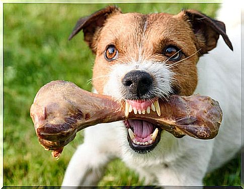 Aggressiveness in dogs related to food