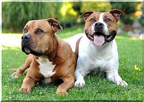 Physical Characteristics of the American Staffordshire Terrier