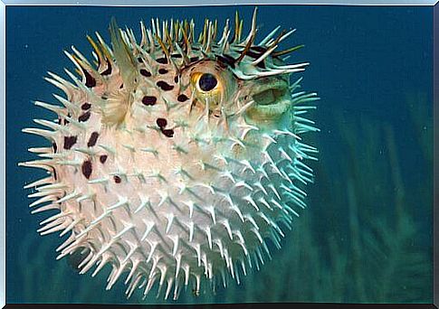 The puffer fish increases its body size to defend itself