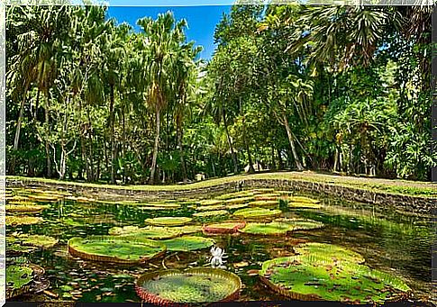 Amazon river with water lilies