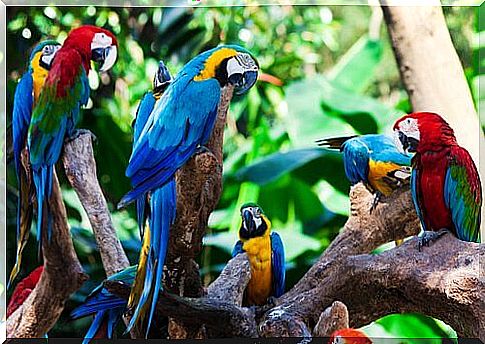 blue macaw