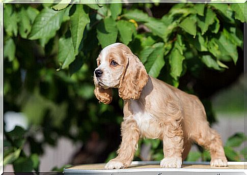 American Cocker Spaniel, a faithful friend