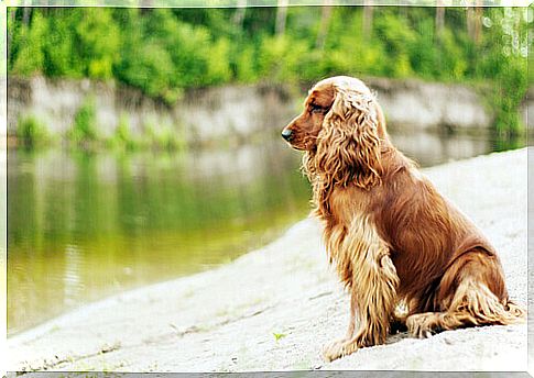 American Cocker Spaniel