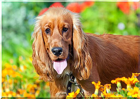 American Cocker Spaniel