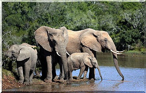 An Argentine veterinarian went to cure elephants in Africa