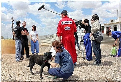 An awesome documentary against animal abandonment