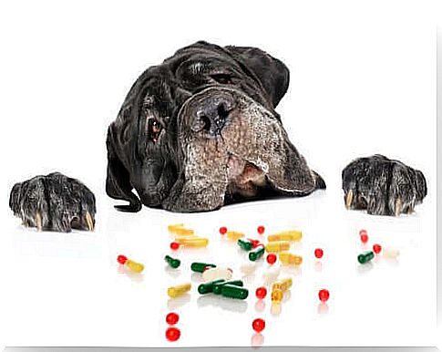 Are Antihistamines Safe for Dogs?