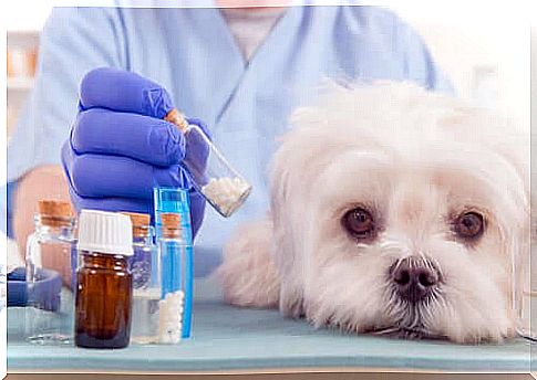 Types of Antihistamines for Dogs.  How do they work?