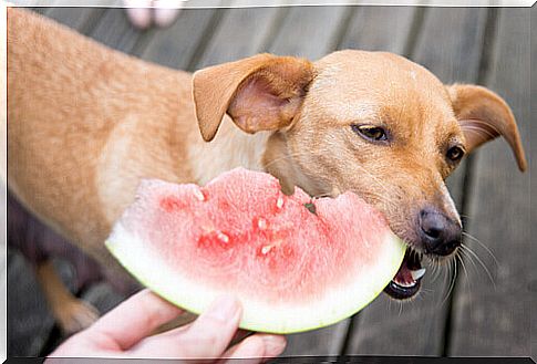 Are there any fruits recommended for dogs?