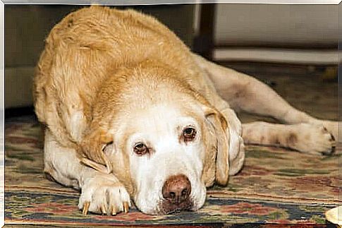 Arthritis in the Labrador Retriever