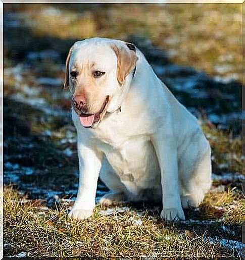 Labrador retriever overweight