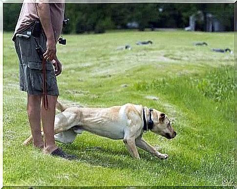 owner training labrador