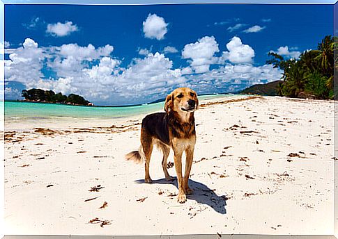 dog on the beach