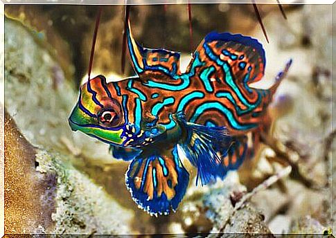 mandarin fish