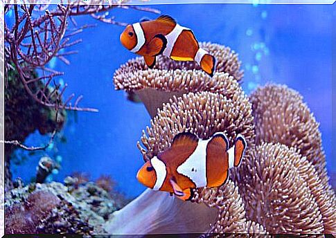 clown fish