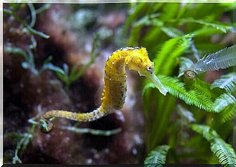 Seahorse