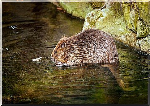 Beavers in Spain?