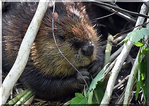 beaver in freedom