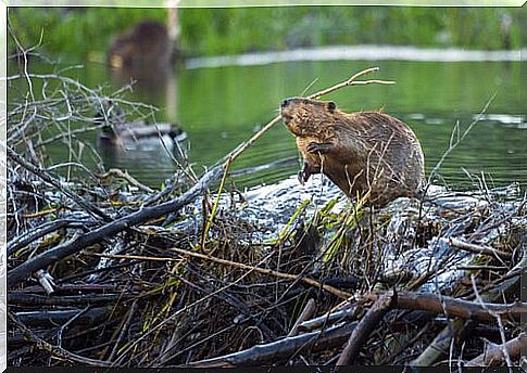 beavers in rivers