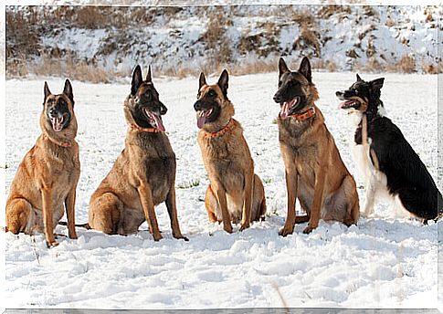 the belgian shepherd laekenois