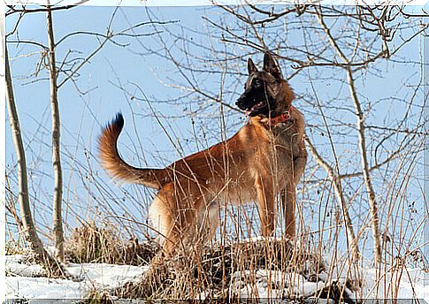 Dog of the breed Belgian Shepherd Laekenois 