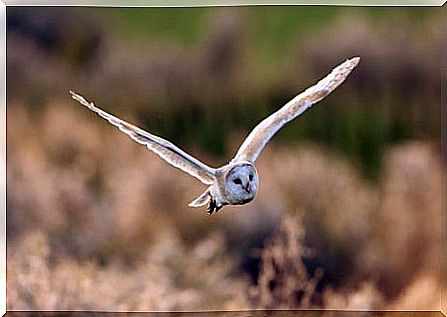 Aves de rapina noturnas: coruja