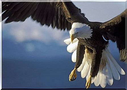 Diurnal birds of prey: eagle 