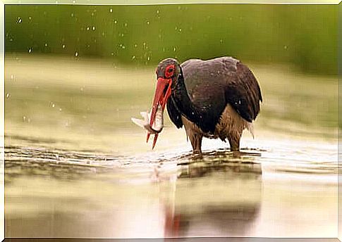 Black Stork Conservation