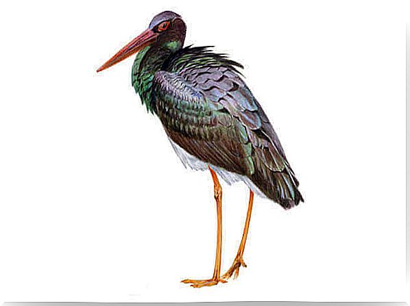 What is the black stork like?