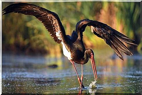 Black Stork Habitat