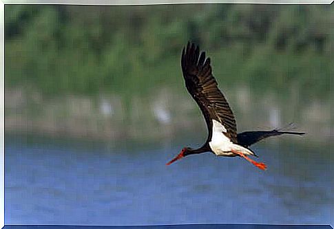 Black Stork Conservation