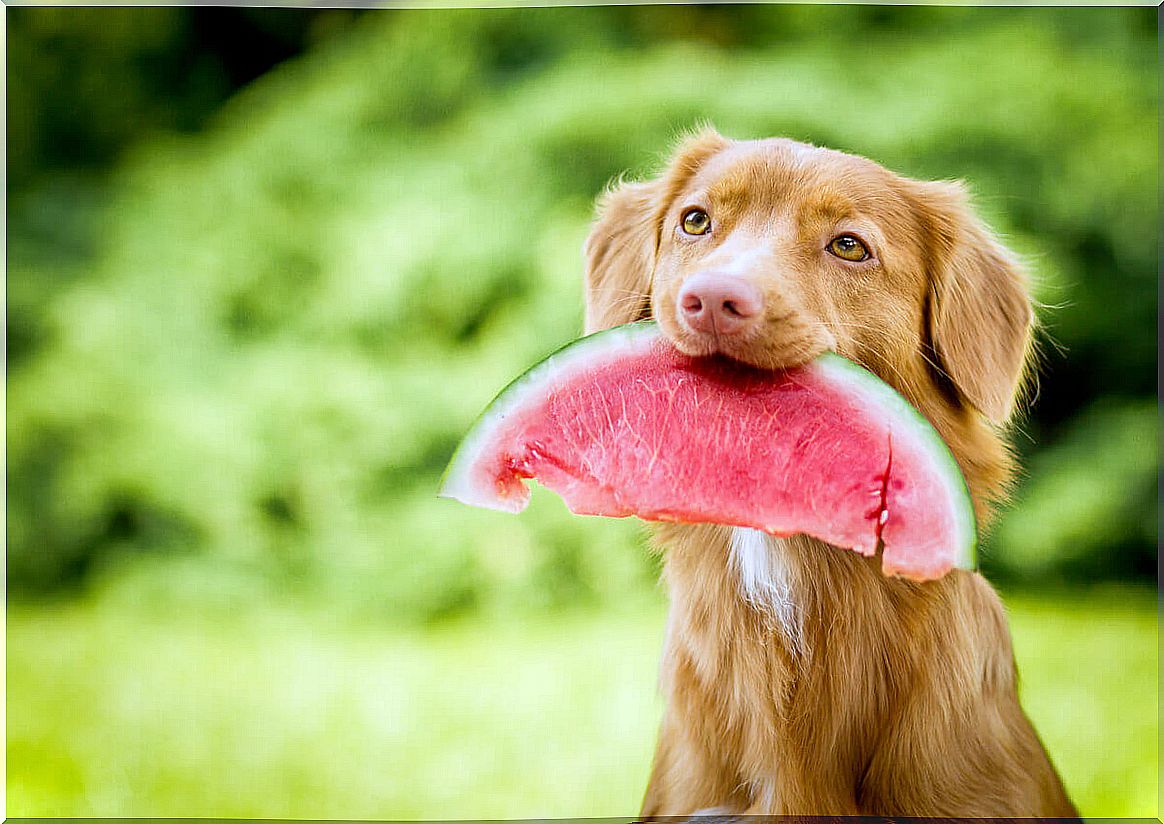 Can dogs eat watermelon?