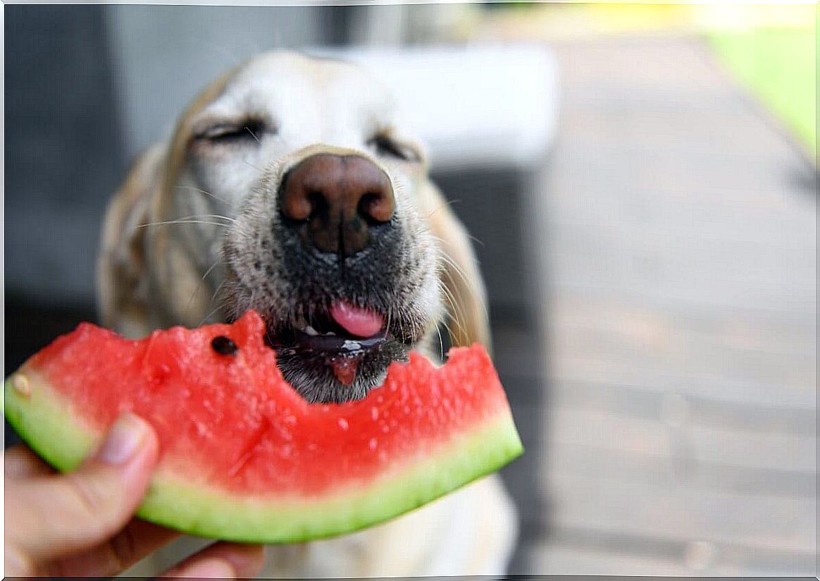 A dog enjoying a piece of watermelon.