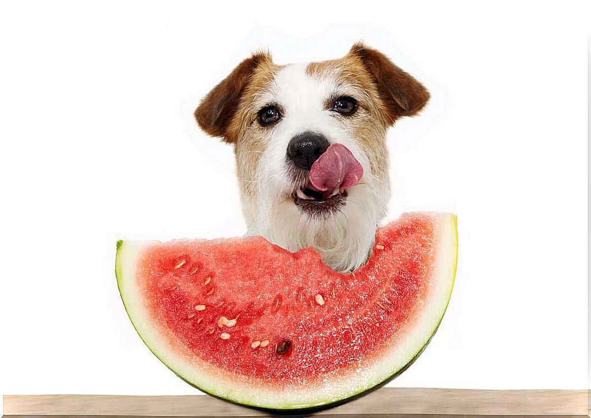 Can dogs eat watermelon?