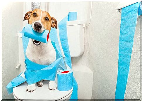 Dog playing with toilet paper