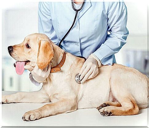 Dog being examined by the veterinarian