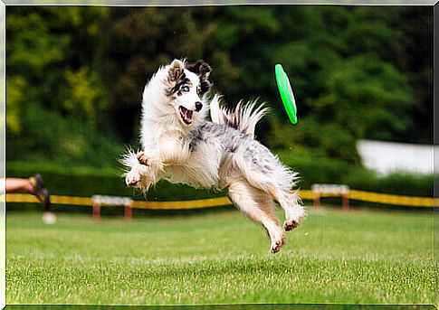 Dog jumping playing with a Frisbee