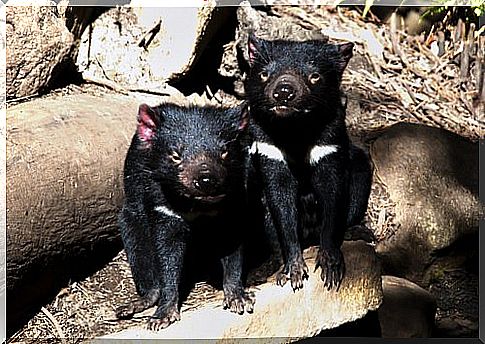 Tasmanian Devil