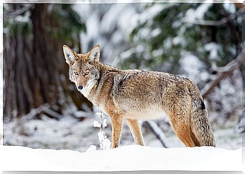 Coyote