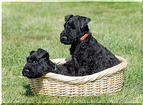 Terrier breed dogs