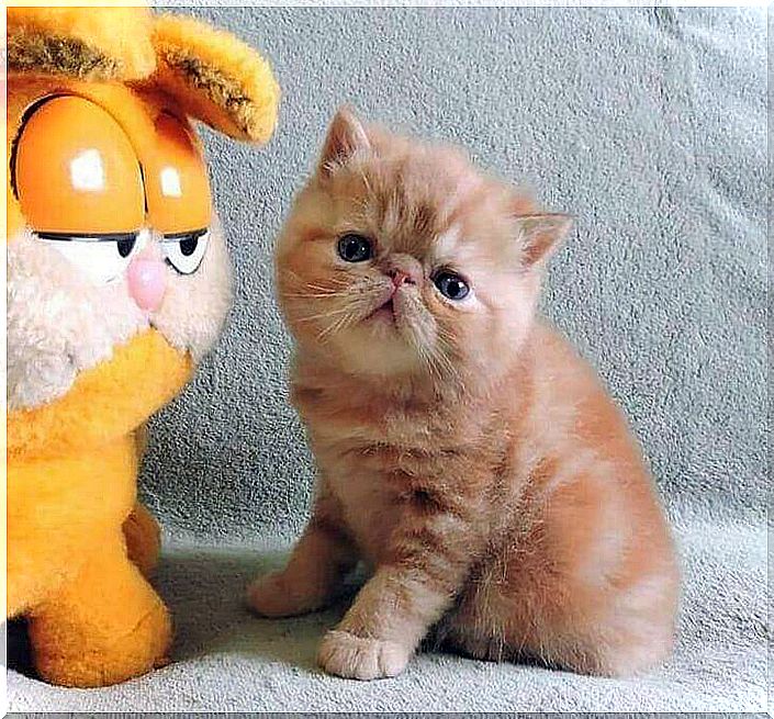 Kitten look like Garfield