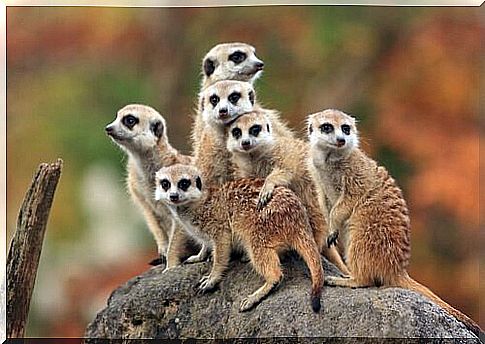 group of meerkats