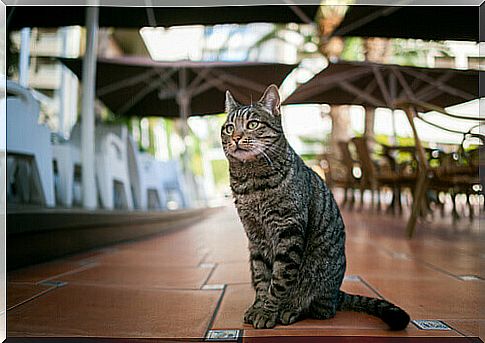 Cat-café: a coffee shop where you can surround yourself with cats