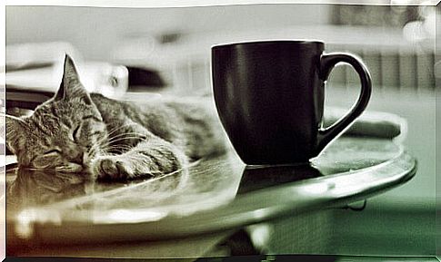 cat and coffee mug