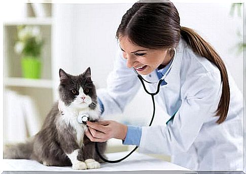 Cat health insurance: is it necessary?