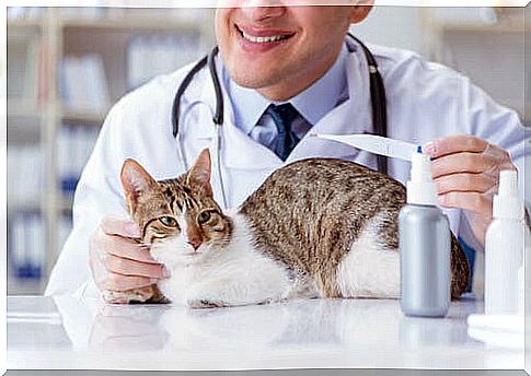 cat health plan